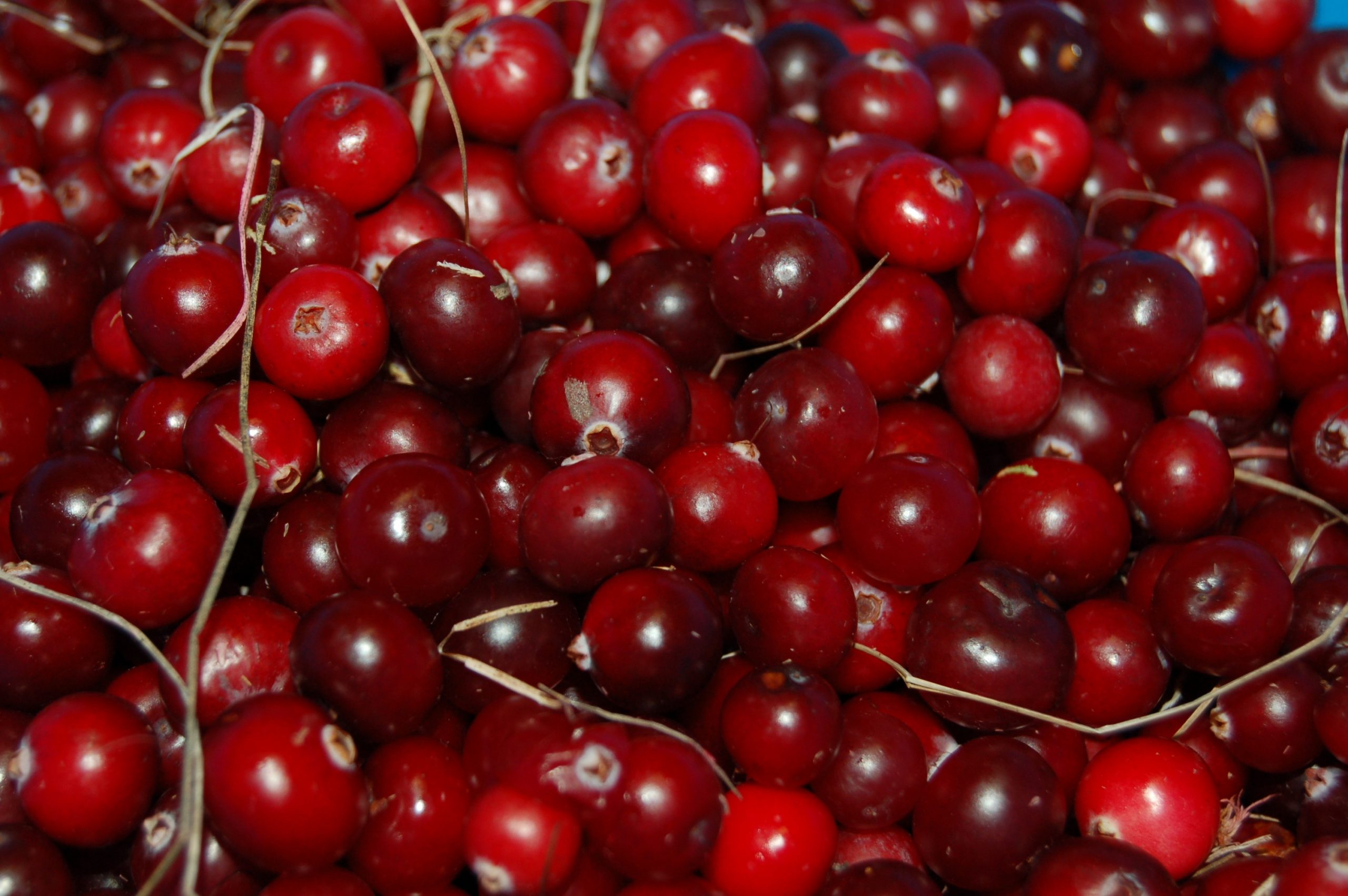 Natural polyphenols for prevention and treatment of urinary tract infections visualized