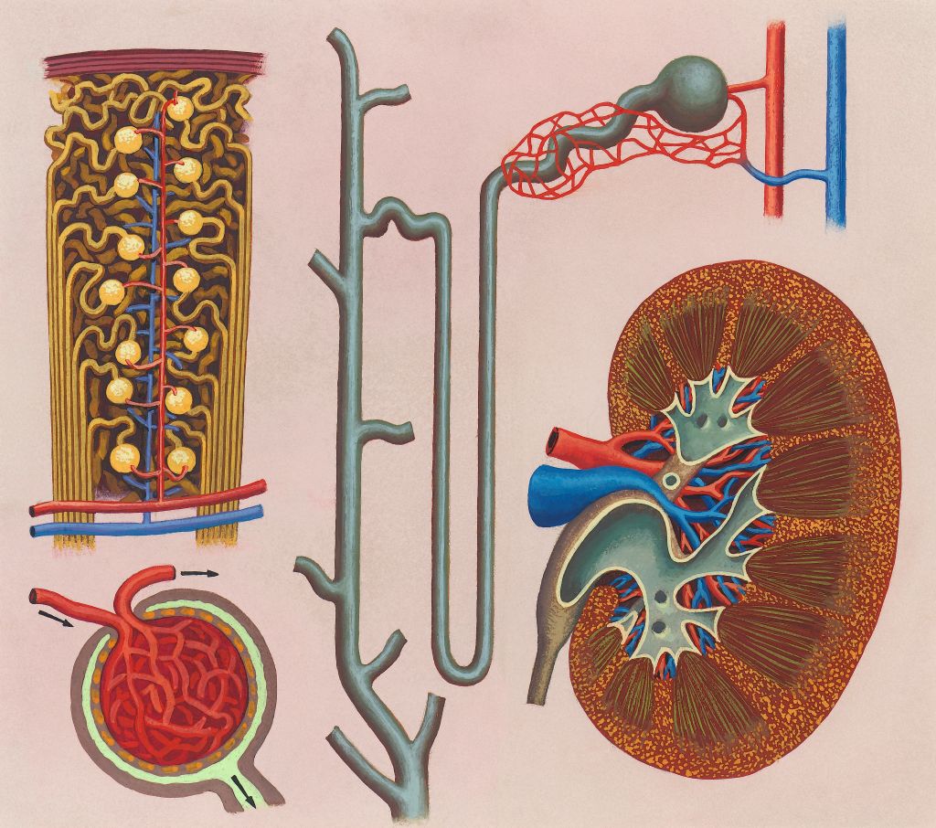 What makes up the Urinary Tract? visualized
